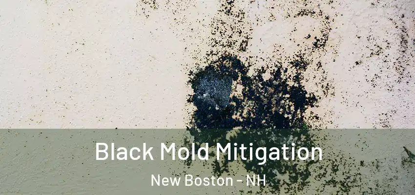  Black Mold Mitigation New Boston - NH