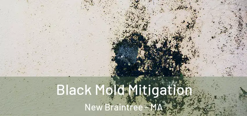 Black Mold Mitigation New Braintree - MA