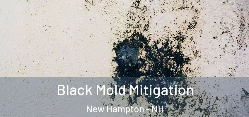 Black Mold Mitigation New Hampton - NH