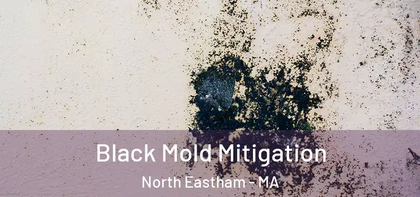 Black Mold Mitigation North Eastham - MA