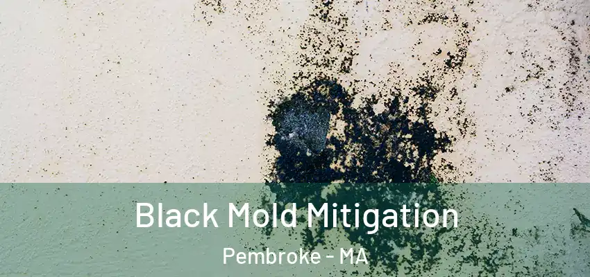 Black Mold Mitigation Pembroke - MA