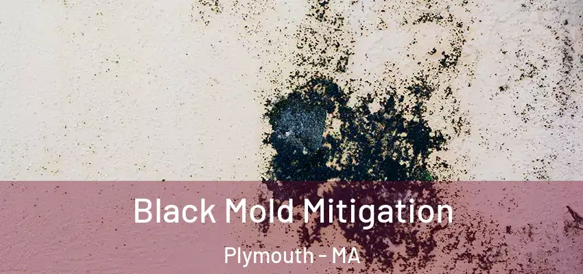  Black Mold Mitigation Plymouth - MA