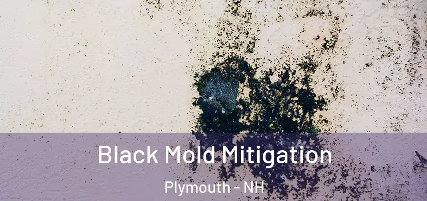 Black Mold Mitigation Plymouth - NH