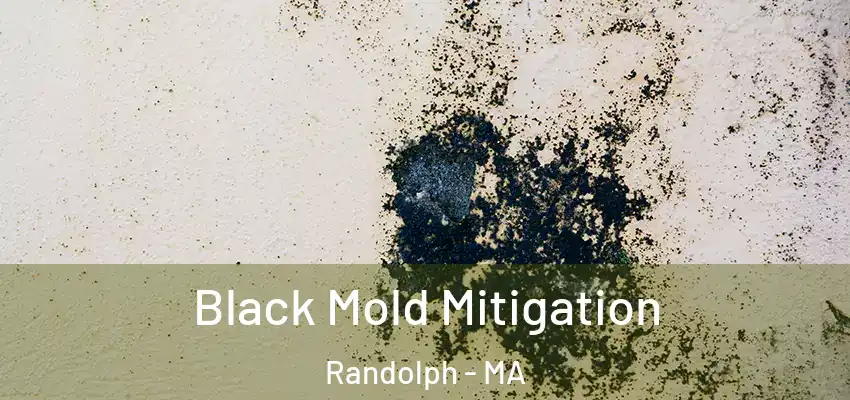  Black Mold Mitigation Randolph - MA