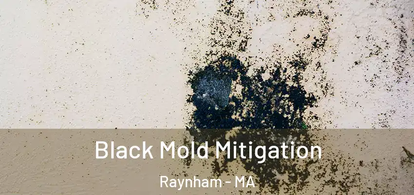  Black Mold Mitigation Raynham - MA