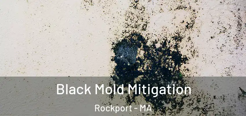 Black Mold Mitigation Rockport - MA