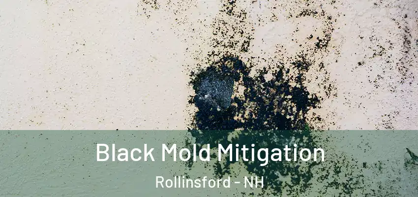  Black Mold Mitigation Rollinsford - NH