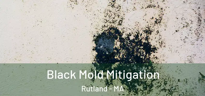 Black Mold Mitigation Rutland - MA