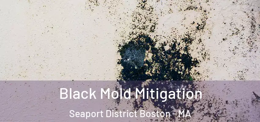  Black Mold Mitigation Seaport District Boston - MA