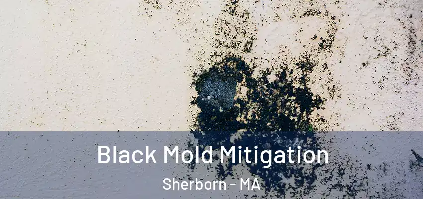 Black Mold Mitigation Sherborn - MA