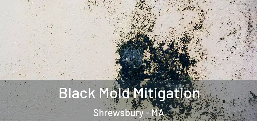 Black Mold Mitigation Shrewsbury - MA