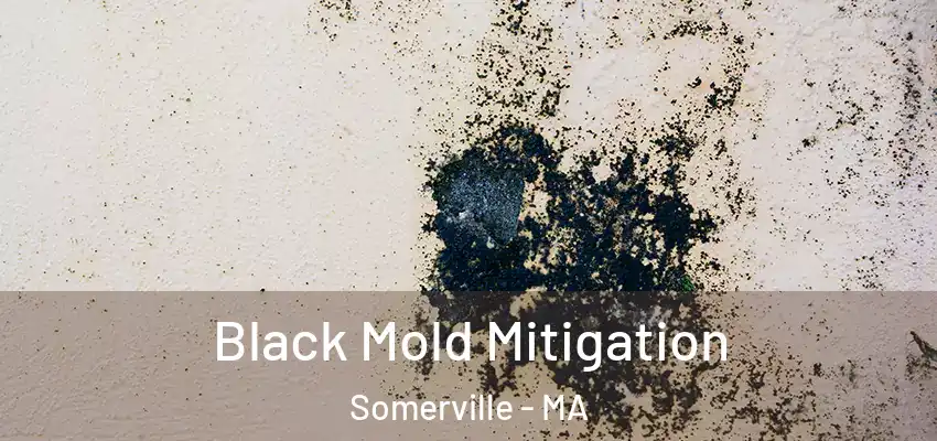 Black Mold Mitigation Somerville - MA