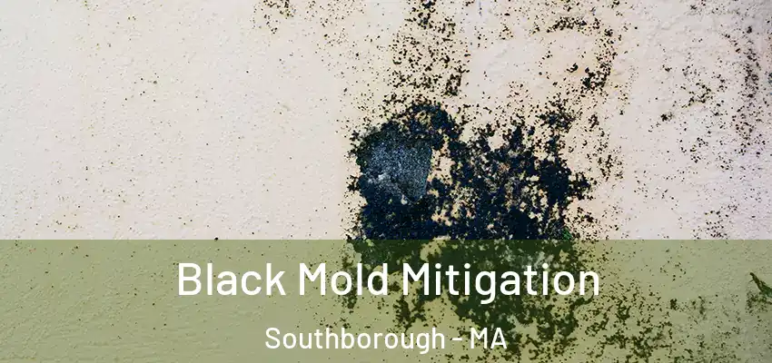 Black Mold Mitigation Southborough - MA