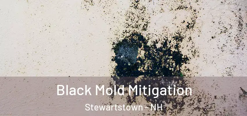  Black Mold Mitigation Stewartstown - NH