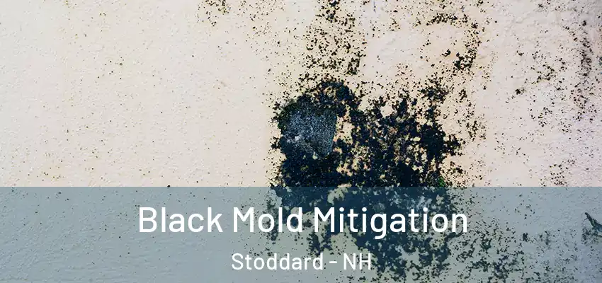Black Mold Mitigation Stoddard - NH