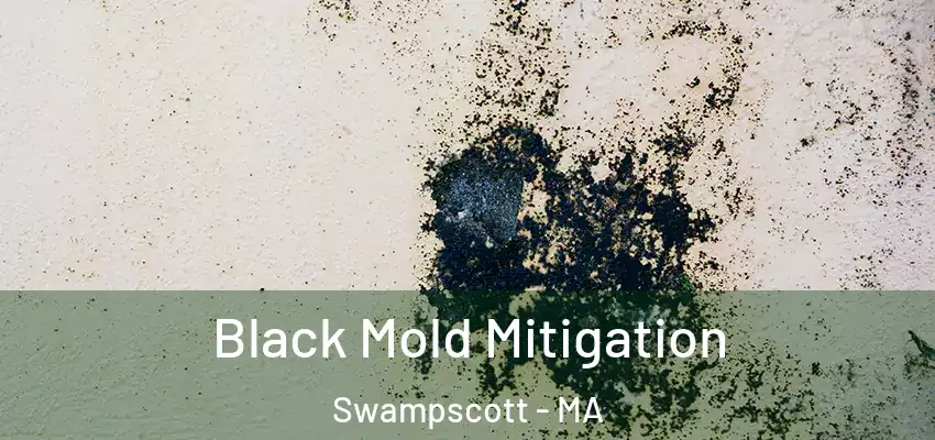  Black Mold Mitigation Swampscott - MA