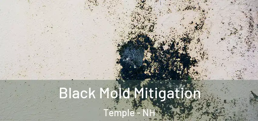 Black Mold Mitigation Temple - NH