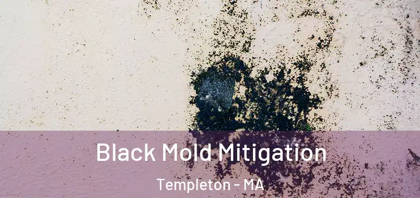 Black Mold Mitigation Templeton - MA