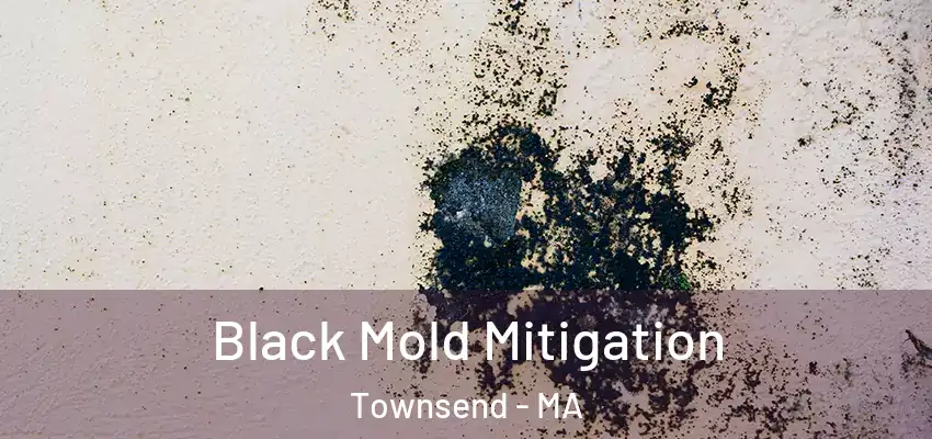 Black Mold Mitigation Townsend - MA