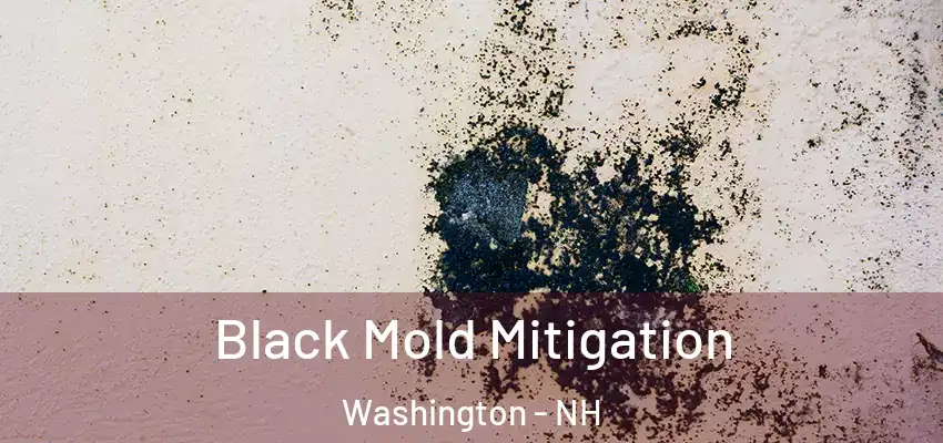  Black Mold Mitigation Washington - NH