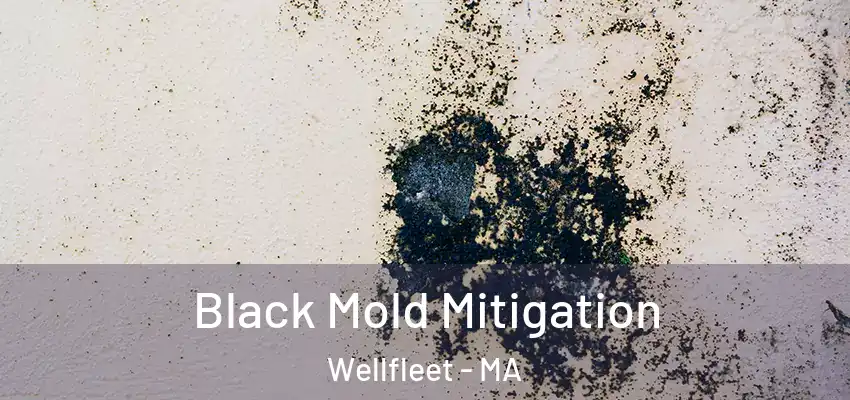  Black Mold Mitigation Wellfleet - MA