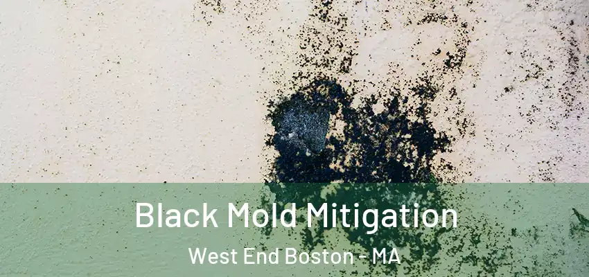  Black Mold Mitigation West End Boston - MA