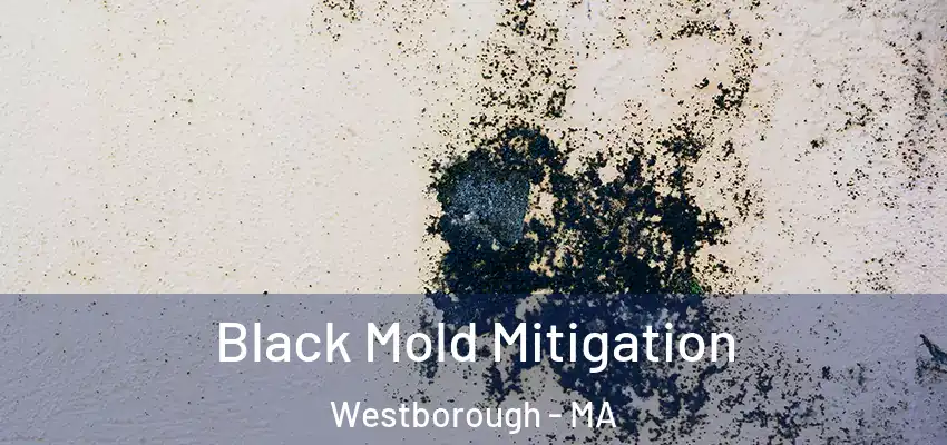  Black Mold Mitigation Westborough - MA