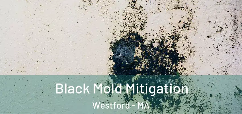 Black Mold Mitigation Westford - MA