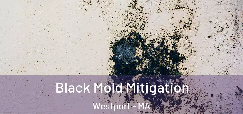 Black Mold Mitigation Westport - MA