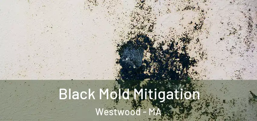  Black Mold Mitigation Westwood - MA