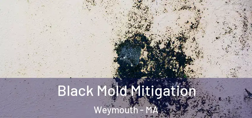 Black Mold Mitigation Weymouth - MA
