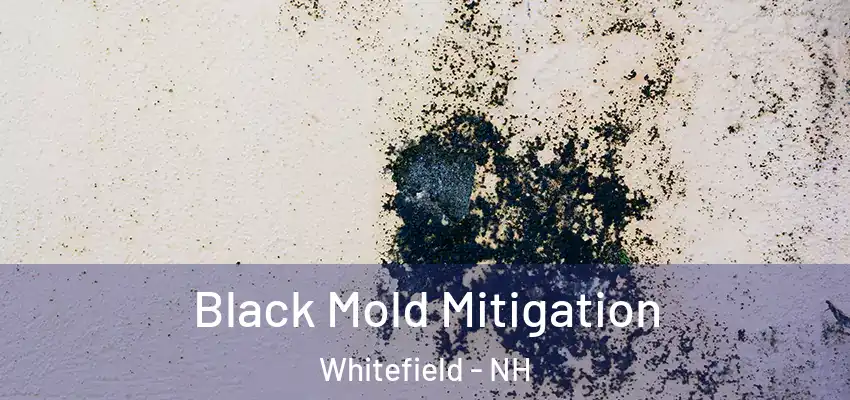 Black Mold Mitigation Whitefield - NH
