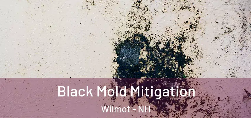 Black Mold Mitigation Wilmot - NH