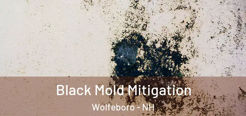 Black Mold Mitigation Wolfeboro - NH