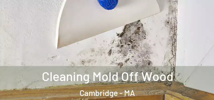 Cleaning Mold Off Wood Cambridge - MA