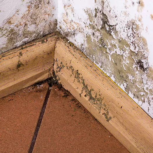 Trusted Cleaning Mold Off Wood Specialists in Boston, MA
