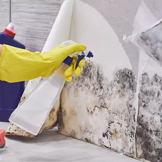 Reliable Mold Abatement Specialists in Boston, MA