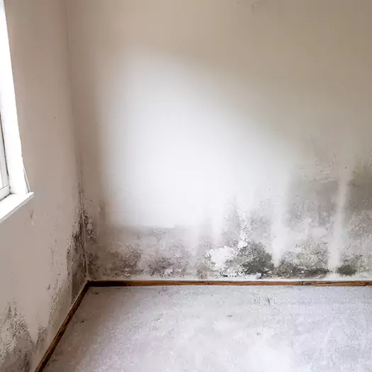 Trusted Mold Cleanup Specialists in Boston, MA