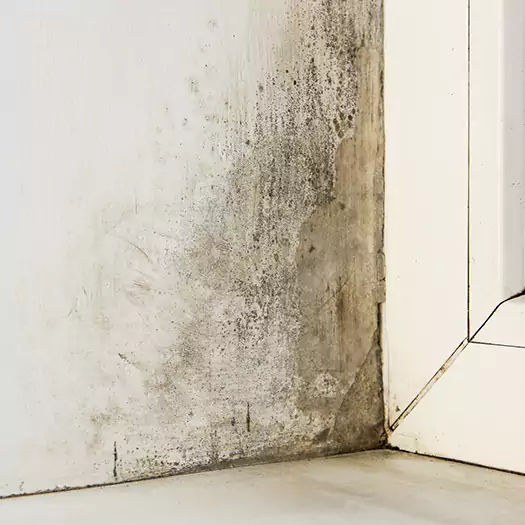 Skilled Mold on Drywall Experts in Boston, MA