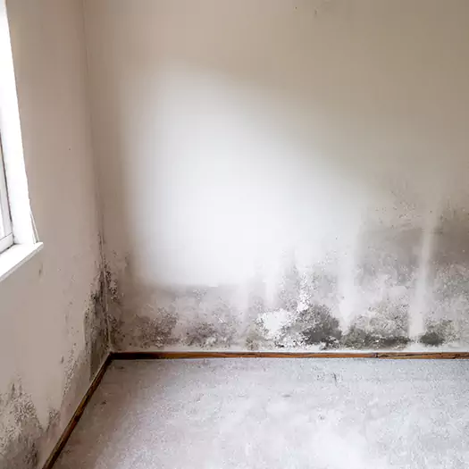 Trusted Mold on the Wall Experts in Boston, MA