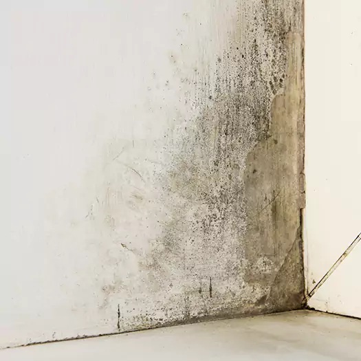 #1 Mold Remediation and Removal Experts in Boston, MA