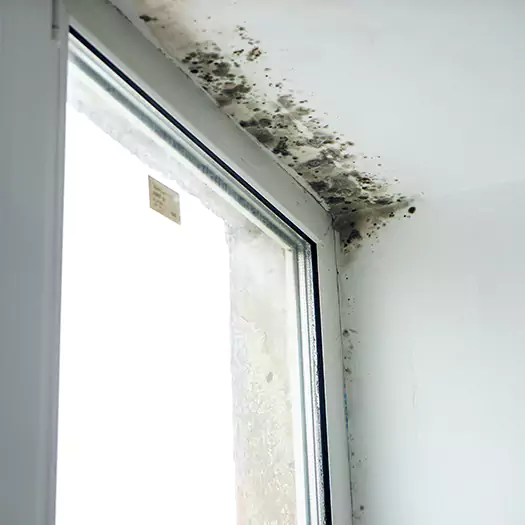 Reliable Mold Treatment Specialists in Boston, MA