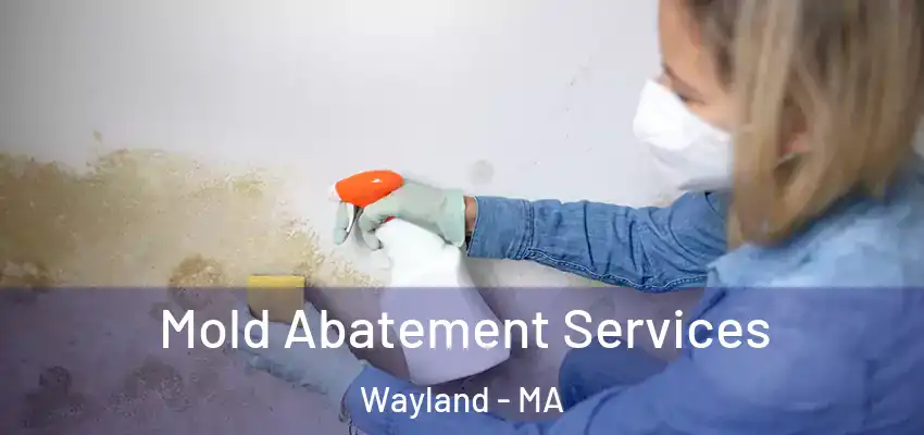 Mold Abatement Services Wayland - MA