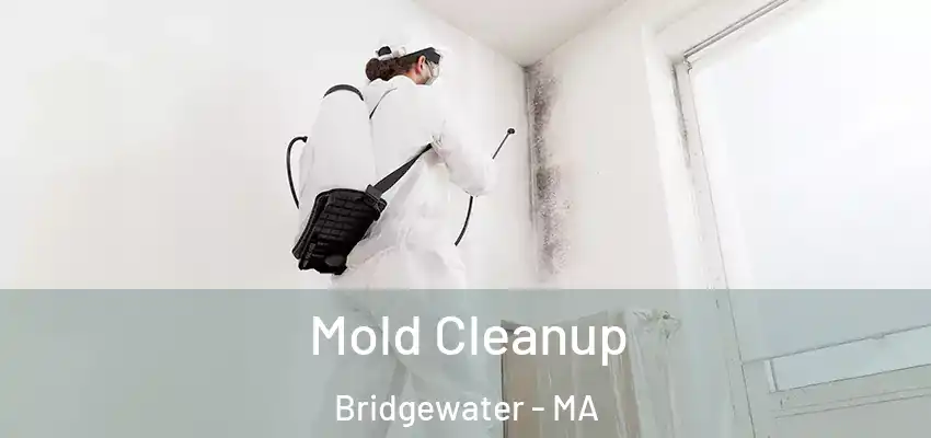Mold Cleanup Bridgewater - MA