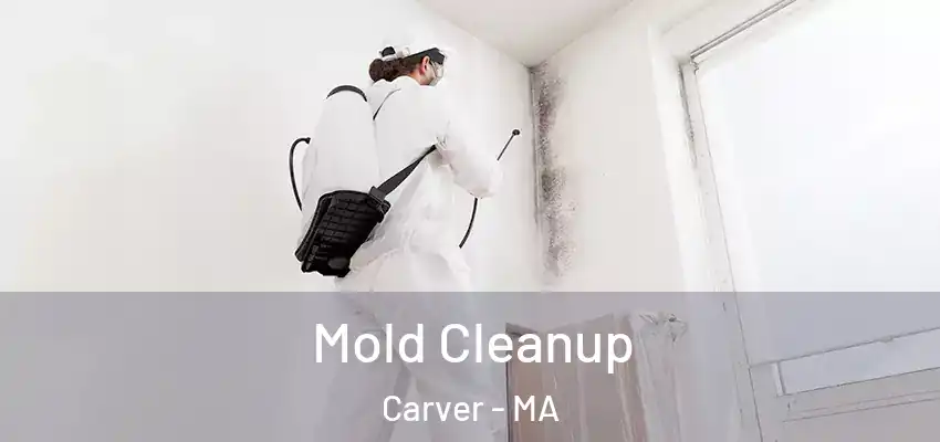  Mold Cleanup Carver - MA