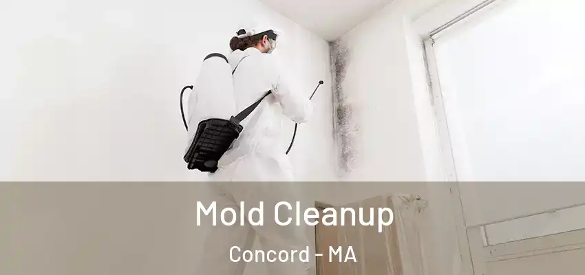 Mold Cleanup Concord - MA