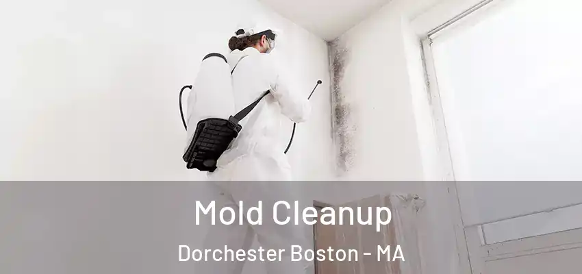 Mold Cleanup Dorchester Boston - MA