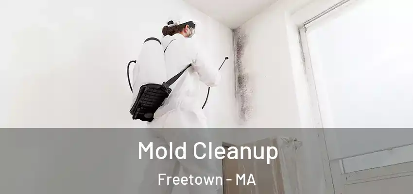  Mold Cleanup Freetown - MA