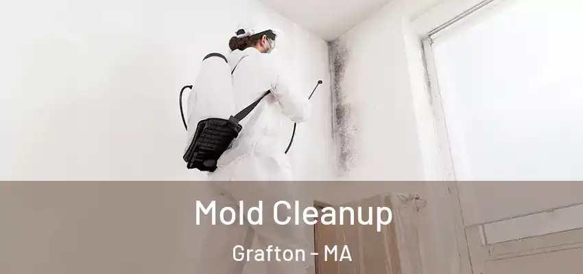  Mold Cleanup Grafton - MA