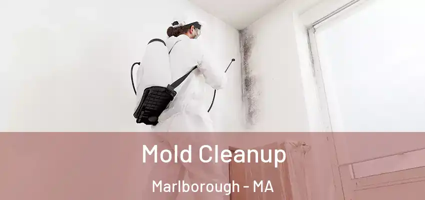  Mold Cleanup Marlborough - MA